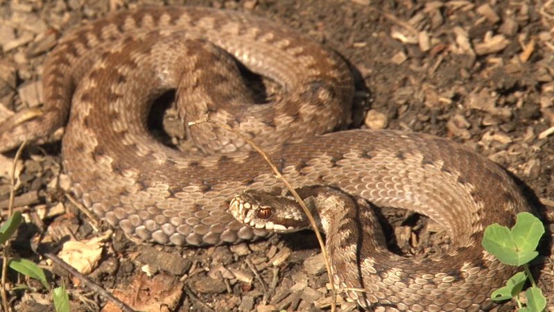 Australští vědci přišli na to, že samice hadů mají klitoris